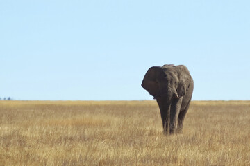 The Silent March of Etosha