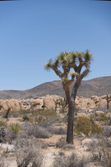Giant Succulent Joshua Tree