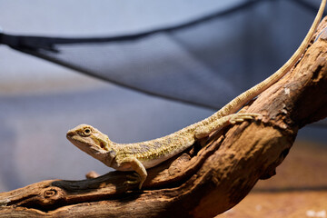 A colorful lizard on driftwood, showcasing its vivid and intricate details in nature