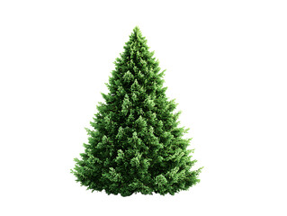 Fototapeta premium Christmas tree