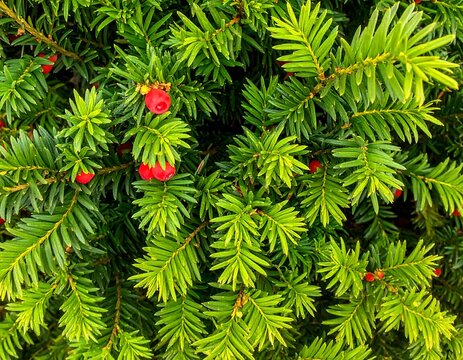 Close-up of vibrant green foliage with red berries - Powered by Adobe