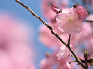 晴れた4月に美しく咲いたピンク色の桜の花「紅豊（ベニユタカ）」