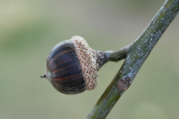 Pin oak acorns in early autumn.