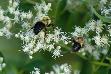 Two bumblebees on a late boneset.