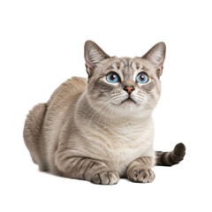 Obraz premium Siamese cat with blue eyes looking up isolated on transparent background