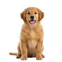 Obraz premium Adorable golden retriever puppy sitting and smiling isolated on transparent background