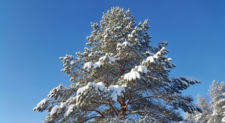 Snow Covered Pine Tree Against Clear Blue Winter Sky