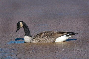Canada Goose swimming in a pond covered in duckweed.