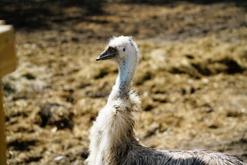 close up of a ostrich