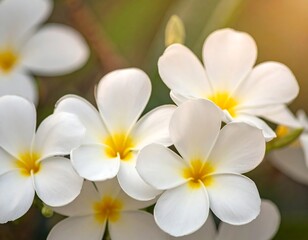 Fototapeta premium Close-up of white flowers
