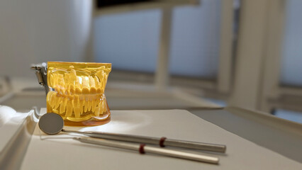 Close-up of dental model with upper and lower jaw in bright dentist office. Professional tool for patient education, oral care explanation and dental treatment planning.