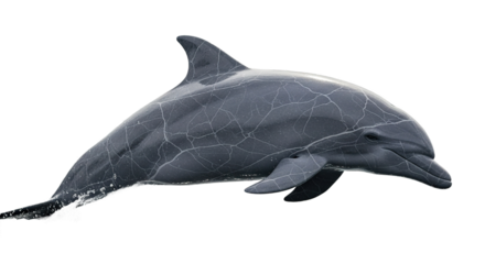 Dolphin jumps out of the water with a gray sky background.