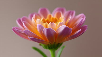 Radiant Bloom: A close-up shot highlights the vibrant beauty of a singular chrysanthemum flower, with its delicate petals and rich colors.