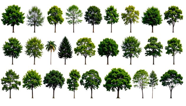 Collection of trees on white background