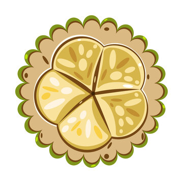 The Mocambo fruit,  known as Theobroma bicolor, is a close relative of the cacao tree, the source of chocolate, vector illustration 