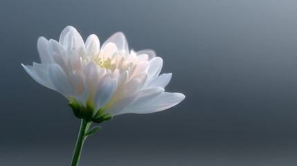 White Daisy: A close-up shot of a delicate white daisy, showcasing its soft petals and intricate details against a gentle backdrop.