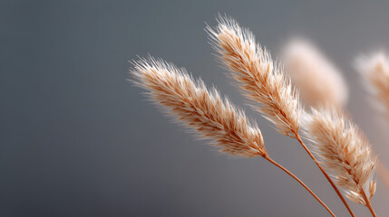 Obraz premium Golden Whispers of Summer: Delicate bunny tails dance gracefully against a blurred background, embodying the warmth and serenity of a tranquil summer day.