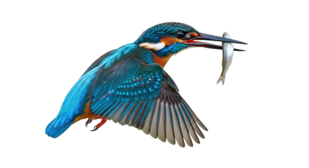 Kingfisher bird flying with a fish in its beak against a white background.