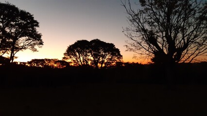 trees at dusk at the end of the day