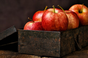 Apple Still Life. A rusty metal box over filled with fresh picked Gala Apples.