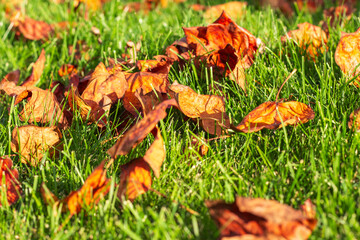Fallen autumn leaves on the green grass