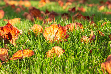 Fallen autumn leaves on the green grass