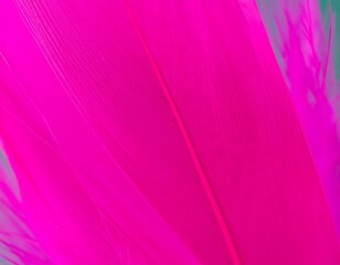 Close-up vibrant pink feathers