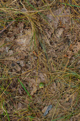 Fallen leaves and dry grass on forest floor, green sprouts, natural decay, earthy tones, outdoor scene, scattered debris, autumn.
