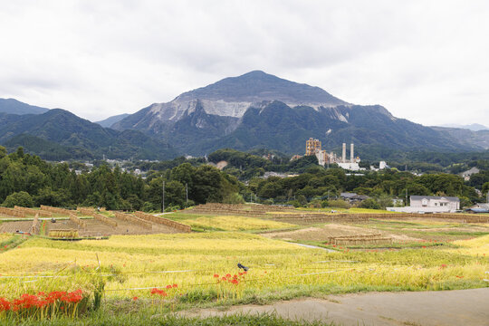 絵画　油絵　秋の武甲山　寺坂棚田日本の原風景　ミニ美 絵画 油絵 秋の武甲山 寺坂棚田日本の原風景 ミニ美