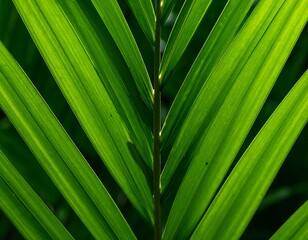 Close-up view of palm frond veins