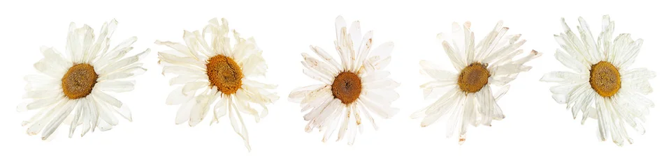 Fototapete Rund Gänseblümchen Dried and pressed flowers isolated on white, set  © New Africa