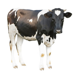 Cute cow isolated on white. Farm animal