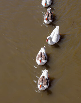 Patos en fila
