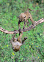 Young olive baboons (Papio anubis) playing in a tree, Lake Nakuru National Park, Kenya.