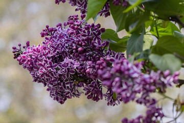 Purple Lilac Flowers in Bloom, Syringa vulgaris, Close-Up of Variegated Blossoms