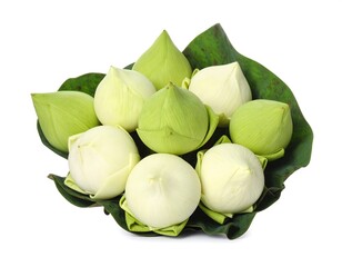 Cluster of lotus buds on leaf