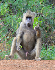 Yellow baboon (Papio cynocephalus) eating acacia pod, Tsavo East National Park, Kenya.