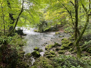 Obraz premium The source of the Ljubljanica river or the sources of the Ljubljanica, Slovenia - Die Quelle des Flusses Ljubljanica oder die Quellen der Ljubljanica, Slowenien - Izviri Ljubljanice, Slovenija