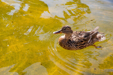 A wild duck swims in the water, next to text box