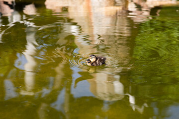 A natural wildlife scene with a duckling swimming in the water, next to text box