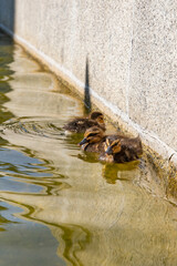 Duck family swimming together, near the place for text