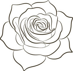 Delicate blooming rose flower petals line art vector