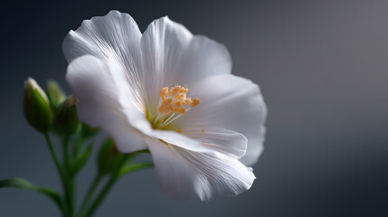 Obraz premium Beauty of White Flower: A delicate white flower, in full bloom with its soft petals gracefully unfurled, exudes purity and elegance.