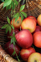 Apples in a basket. Ripe red and yellow apples in a wicker basket. Juicy fruits. Apple harvest in the garden. Vitamins. Food. Close-up of apples. Apple
