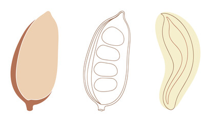 Three abstract illustrations of a peanut pod and kernel in muted earth tones seed legume