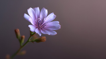 Serene Floral Symphony: A captivating close-up captures the delicate beauty of a lone, light purple flower, set against a softly blurred, natural background, evoking feelings of serenity and peace.