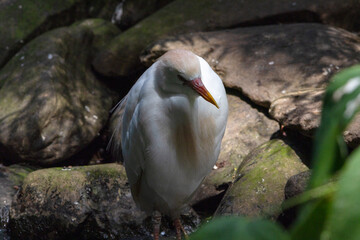 ibis blanc