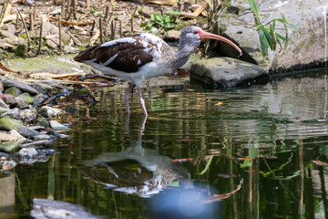 ibis blanc