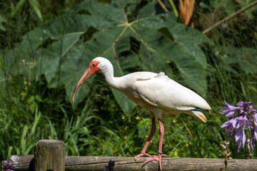 ibis blanc
