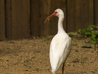 ibis blanc